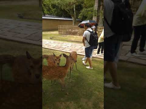 1760913528_hqdefault-8656885-6835103-jpg